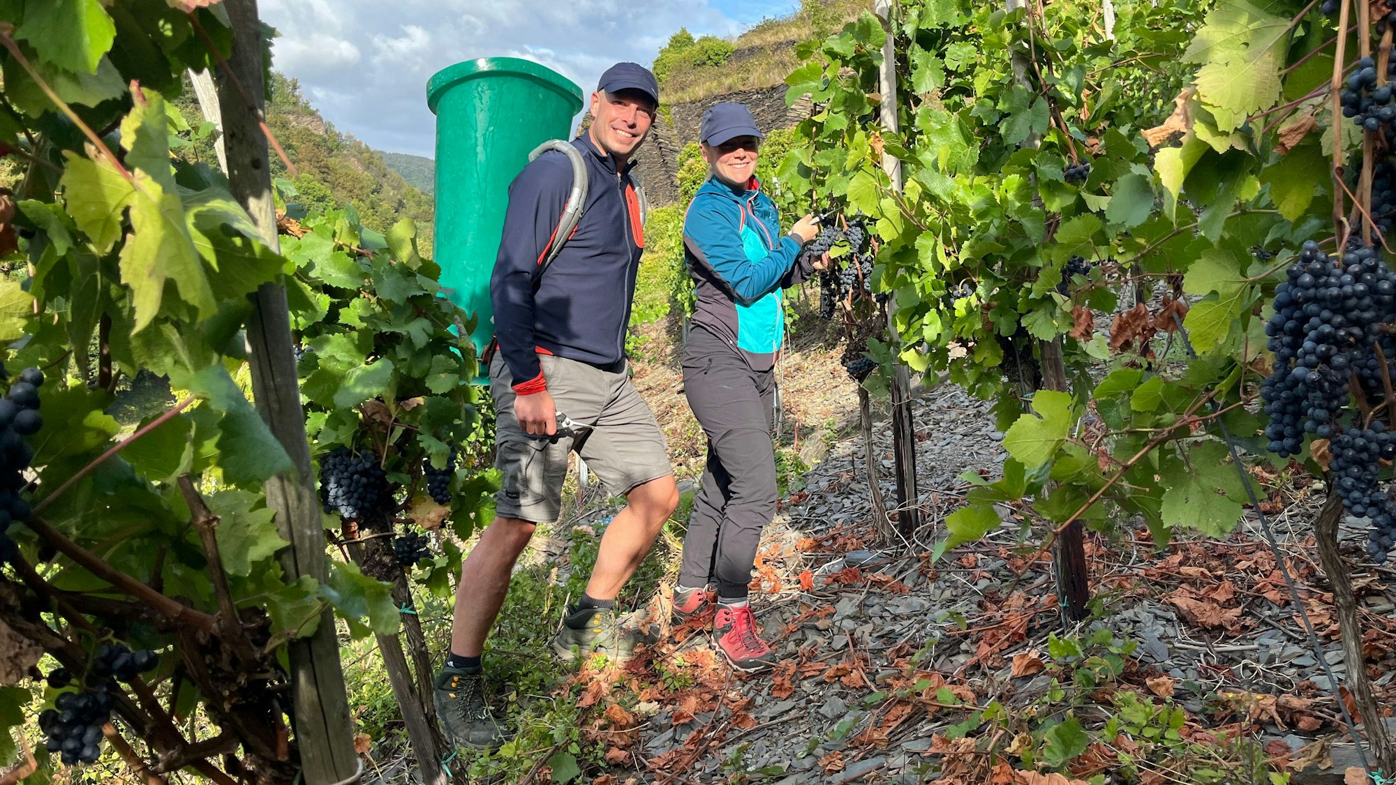 Zwei Menschen, einer davon mit grüner Kiepe auf dem Rücken, bei der Weinlese in einem Weinberg.