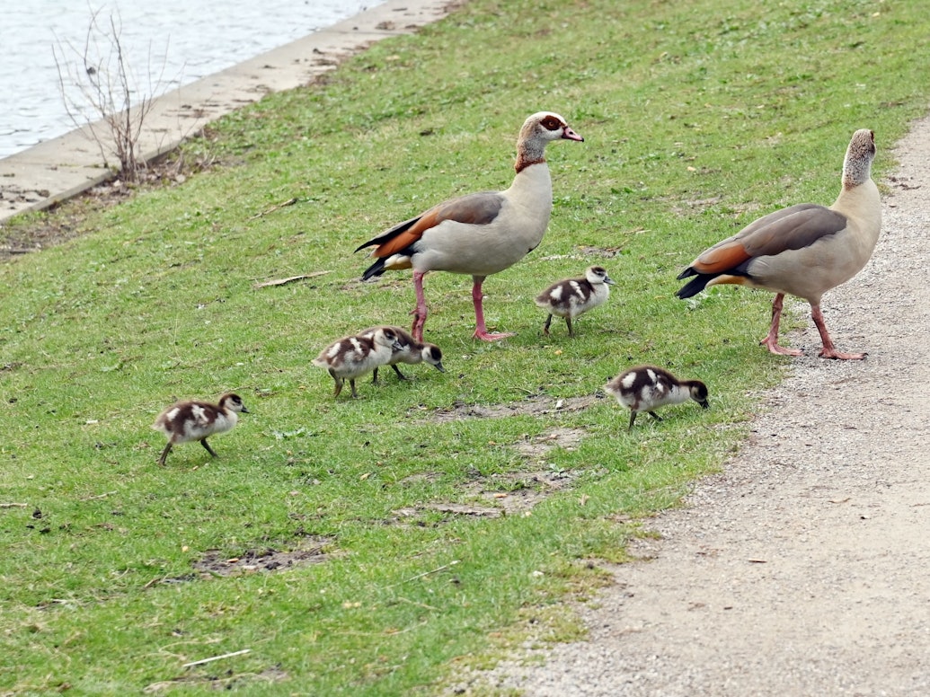 Zwei Nilgänse mit Nachwuchs gehen über eine Rasenfläche.