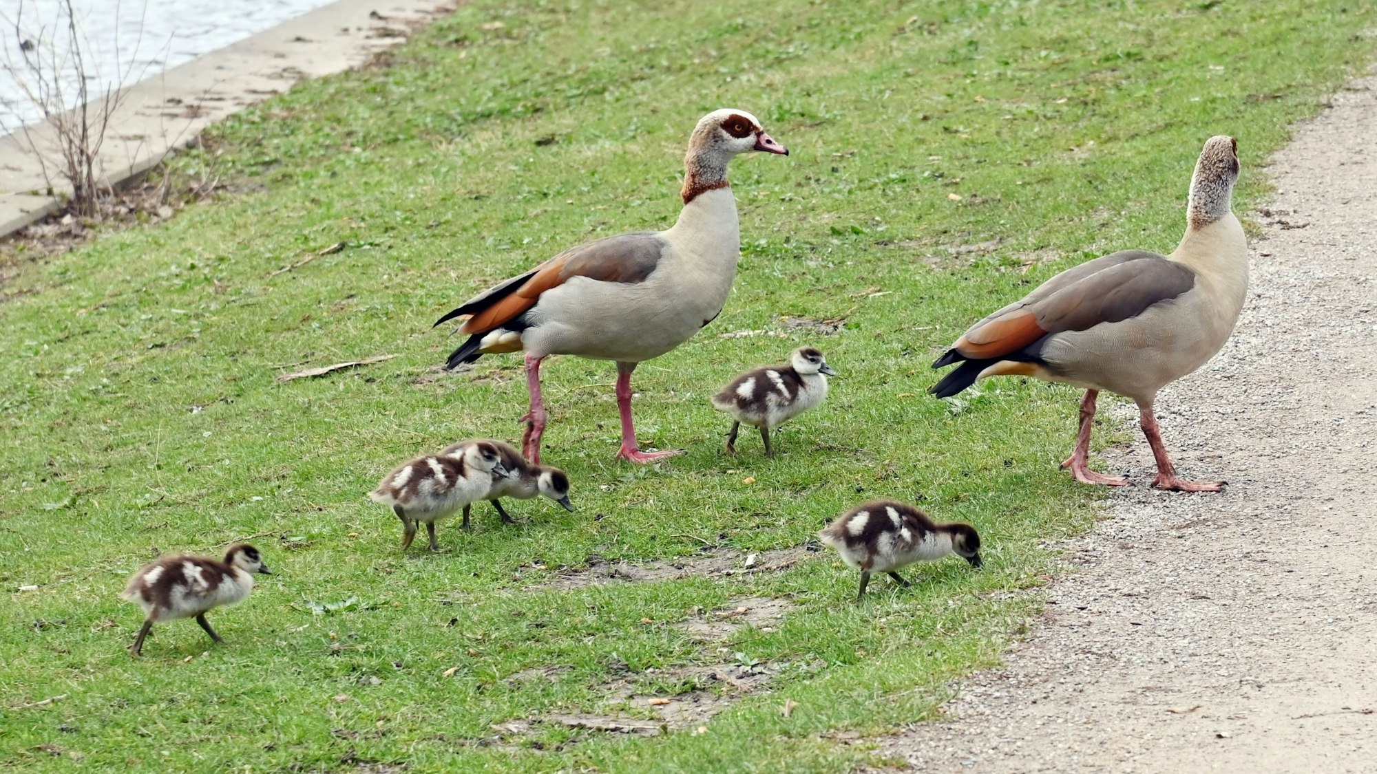 Zwei Nilgänse mit Nachwuchs gehen über eine Rasenfläche.