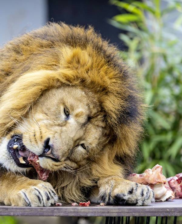 Ein Löwe nagt einem Stück Fleisch.