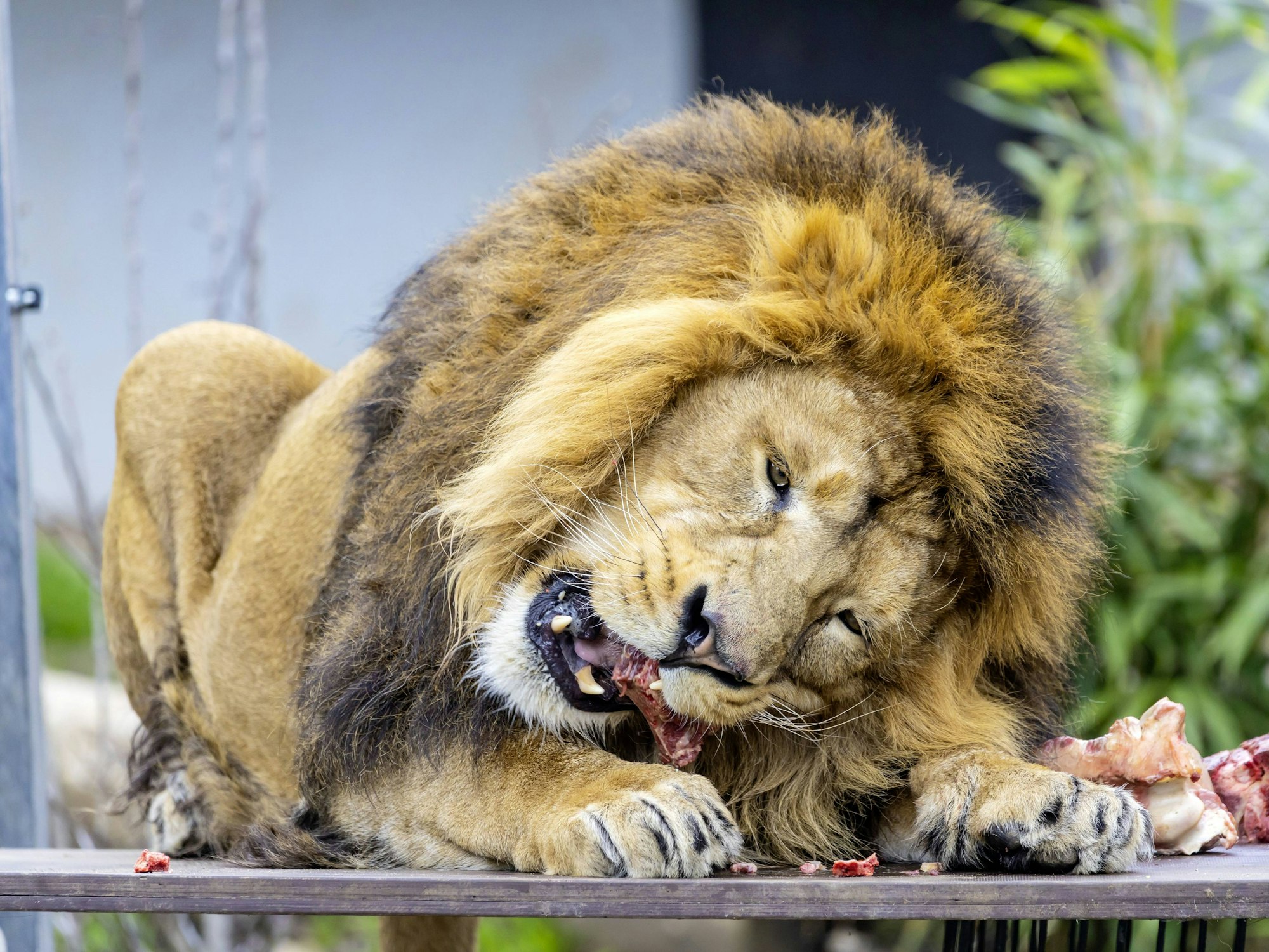 Ein Löwe nagt einem Stück Fleisch.