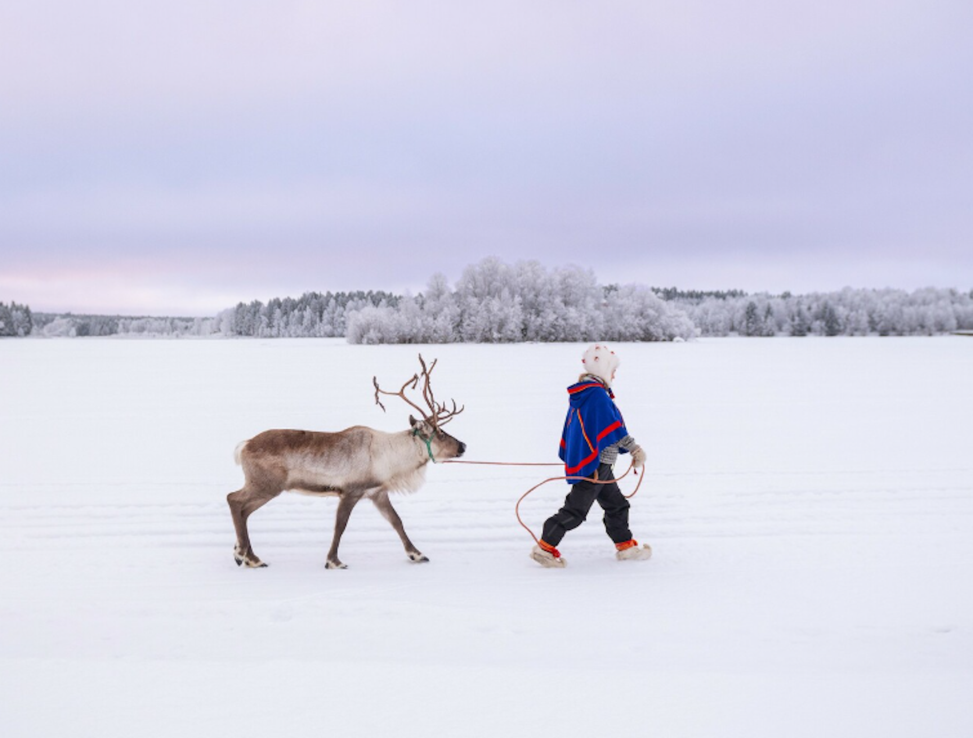 Das Bild zeigt ein Kind, das mit einem Rentier an einer Leine durch eine verschneite Winterlandschaft spaziert.