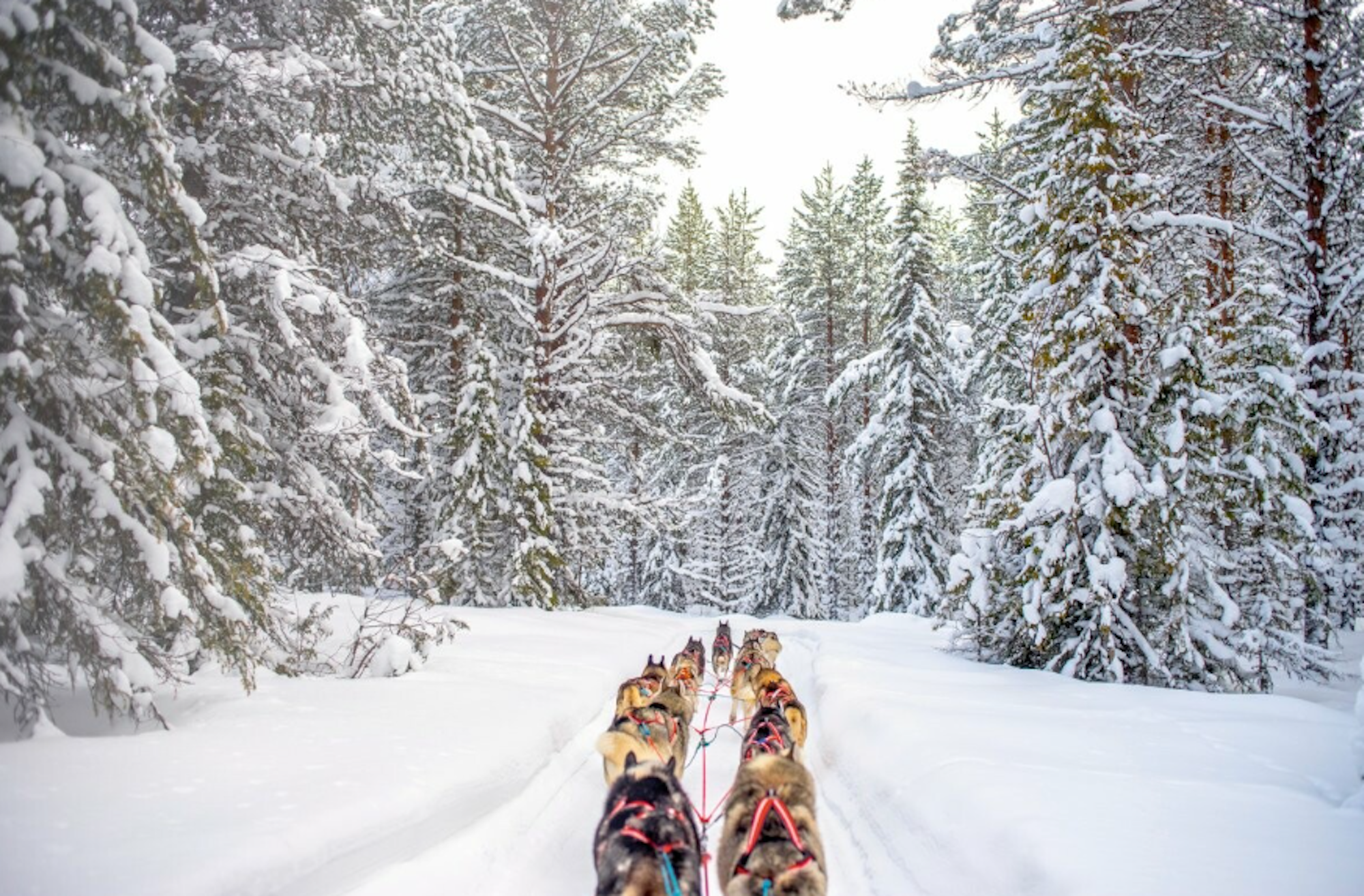 Ein Husky-Schlitten in einer verschneiten Winterlandschaft in Lappland.