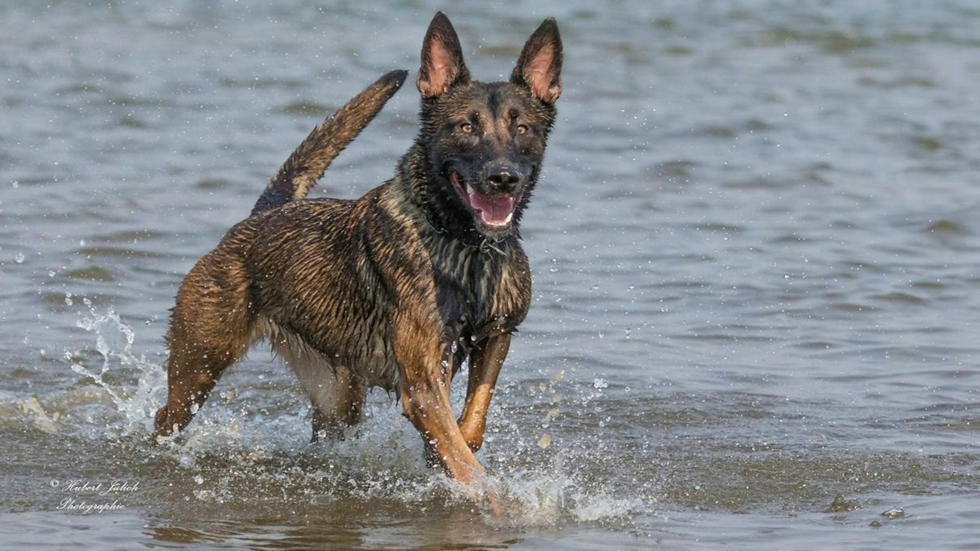 Drogenspürhund Ciri findet Drogen und Bargeld bei mutmaßlichem Dealer.