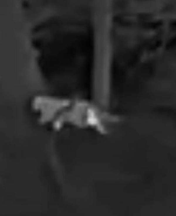 In einem Waldgebiet bei Kalenborn (Landkreis Ahrweiler in Rheinland-Pfalz) hat ein Jäger dieses Foto von einer vermeintlichen Großkatze aufgenommen.