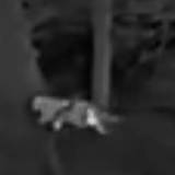 In einem Waldgebiet bei Kalenborn (Landkreis Ahrweiler in Rheinland-Pfalz) hat ein Jäger dieses Foto von einer vermeintlichen Großkatze aufgenommen.