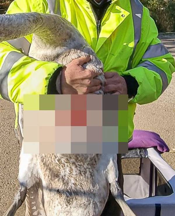 Eine Person hält einen verletzten Schwan auf dem Arm.