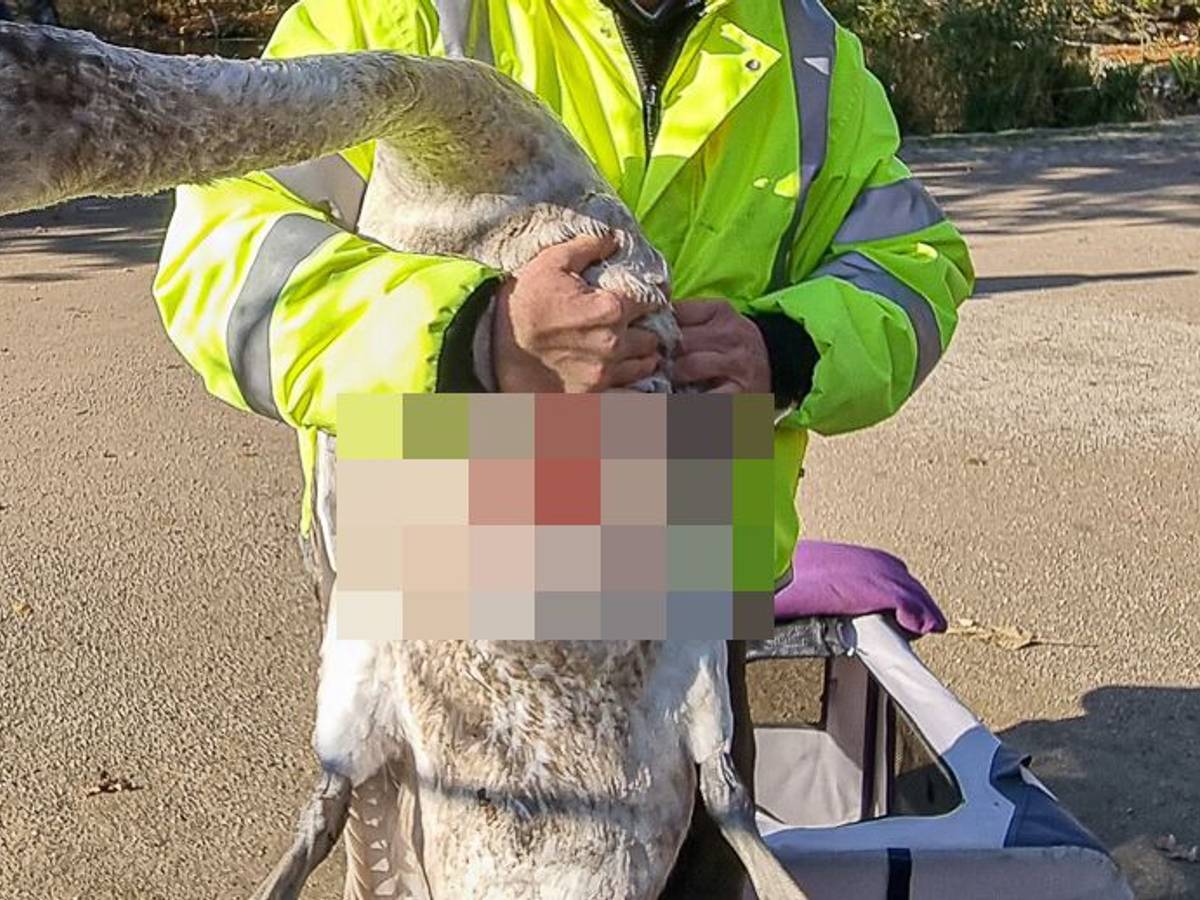 Eine Person hält einen verletzten Schwan auf dem Arm.