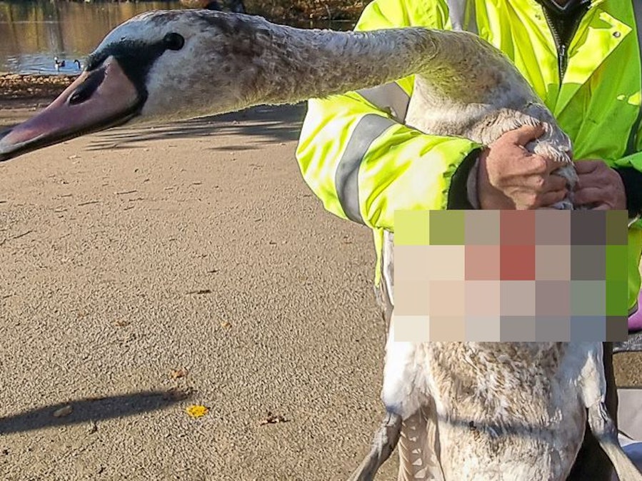 Eine Person hält einen verletzten Schwan auf dem Arm.