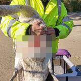 Eine Person hält einen verletzten Schwan auf dem Arm.