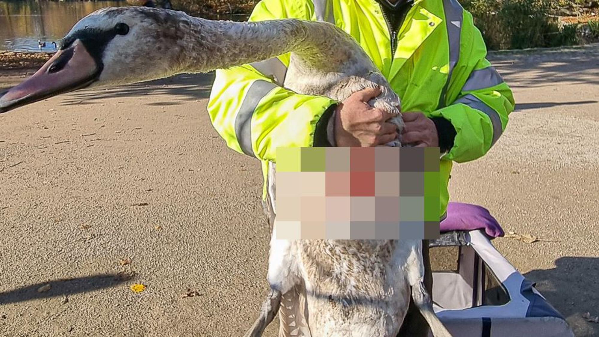 Eine Person hält einen verletzten Schwan auf dem Arm.