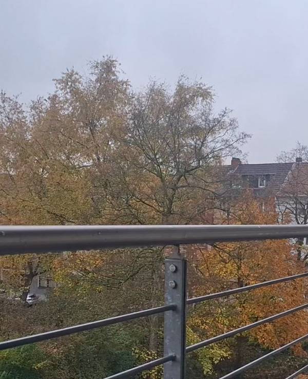Ein Mäusebussard auf dem Balkon in Köln-Deutz