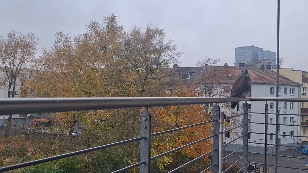 Ein Mäusebussard auf dem Balkon in Köln-Deutz