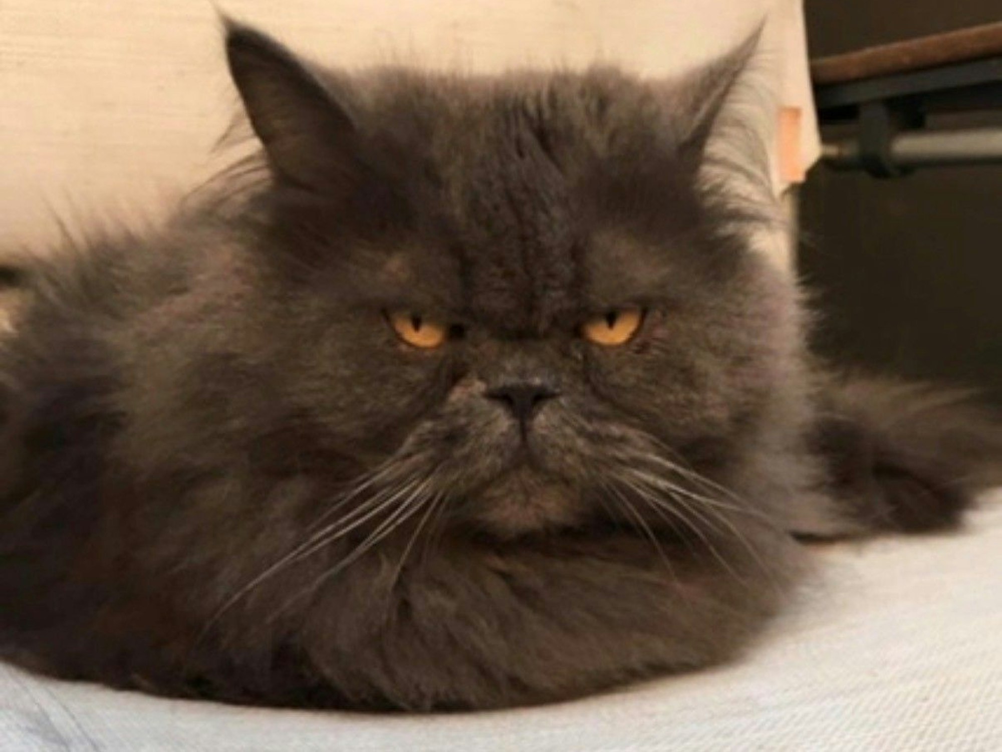 Kater Apilhas wurde stolze 20 Jahre alt.