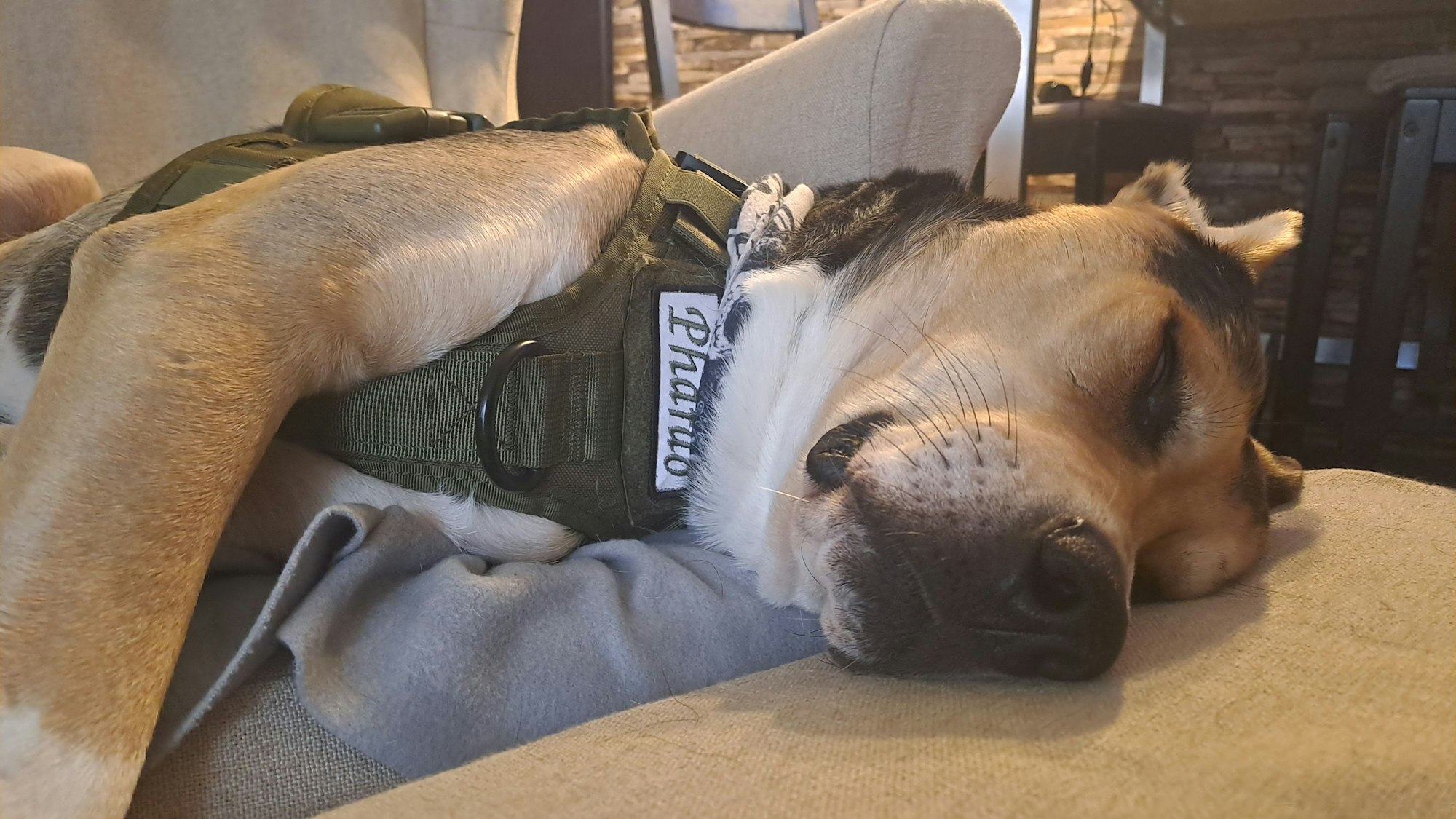 Eine Hund schläft auf einem Sofa.