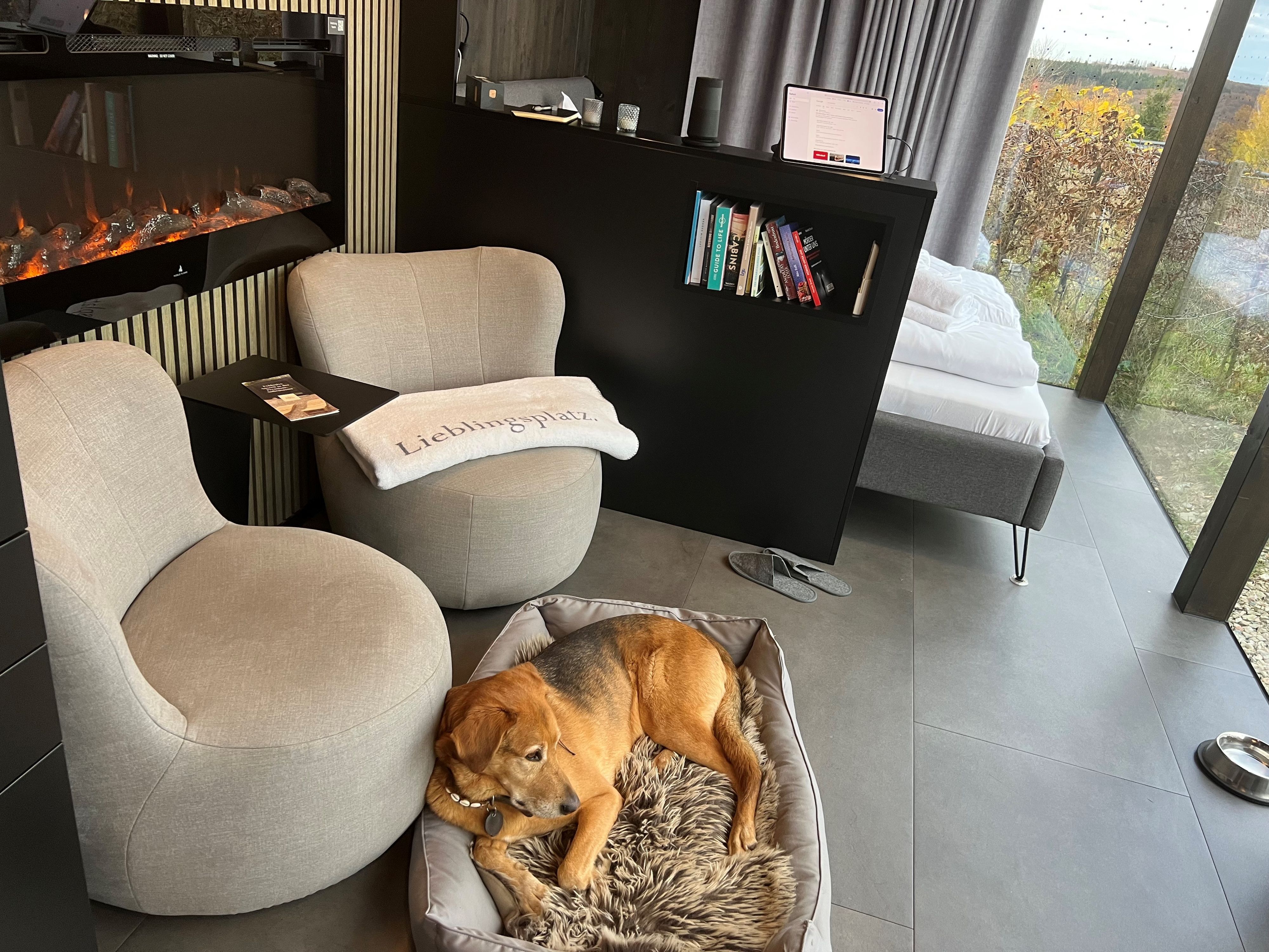 Ein Hund liegt in seinem Körbchen vor einem Ethanolkamin und schaut aus der Scheibe eines Tiny Houses.