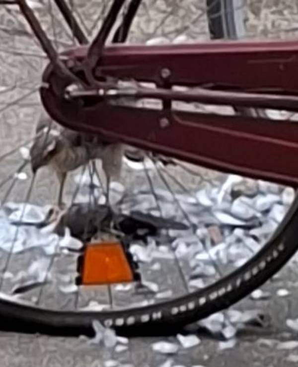 Ein Raubvogel frisst eine Taube mitten in Köln.