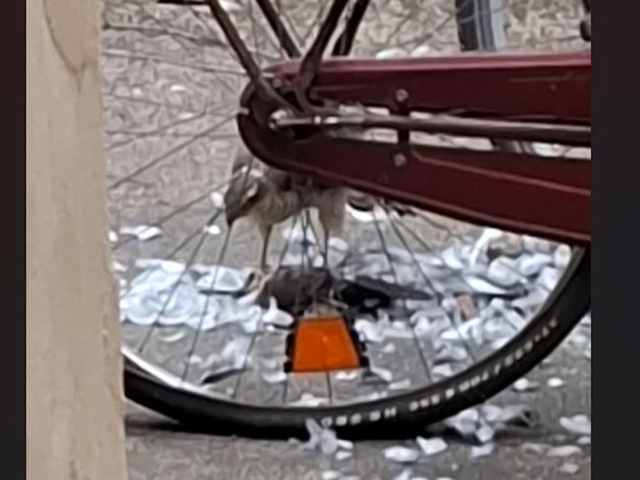 Ein Raubvogel frisst eine Taube mitten in Köln.