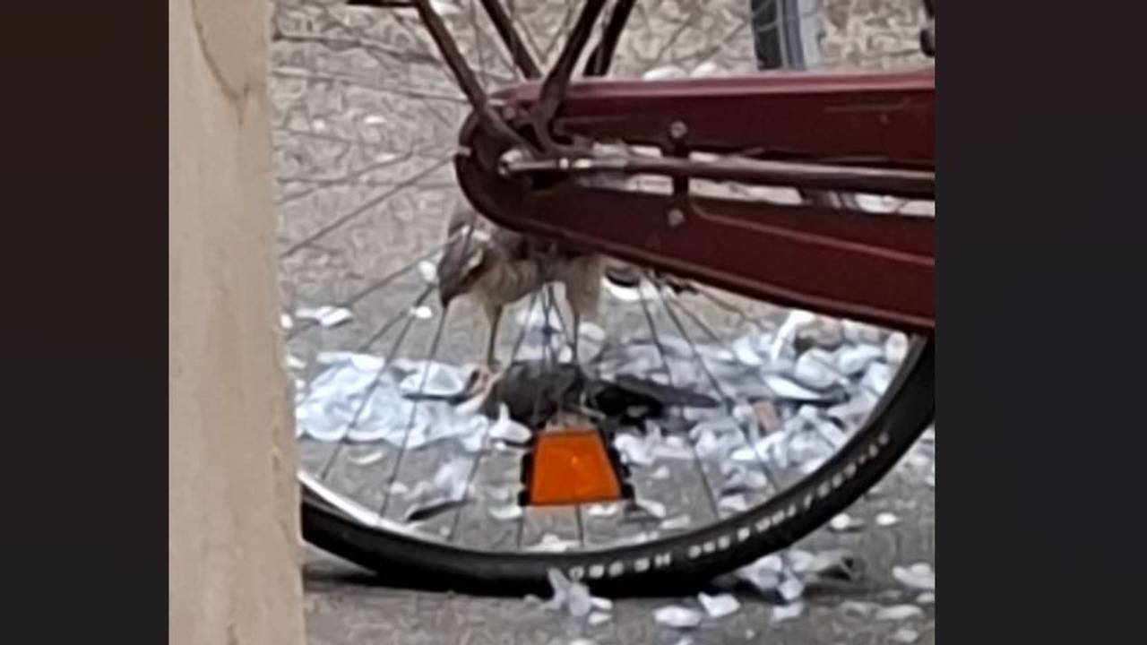 Ein Raubvogel frisst eine Taube mitten in Köln.