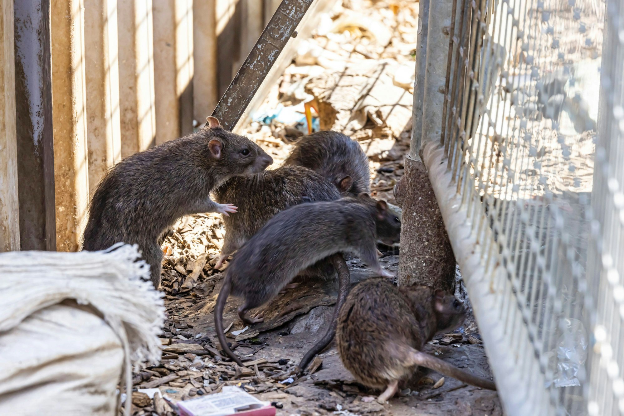 Erstmals wurde in Deutschland ein Mensch mit der seltenen Ratten-Hepatitis infiziert (Symbolbild).