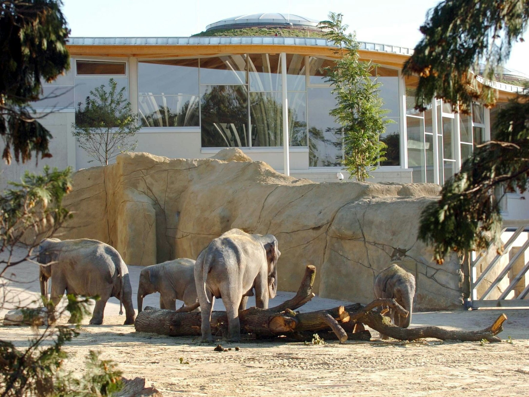 Der Elefantenpark im Kölner Zoo