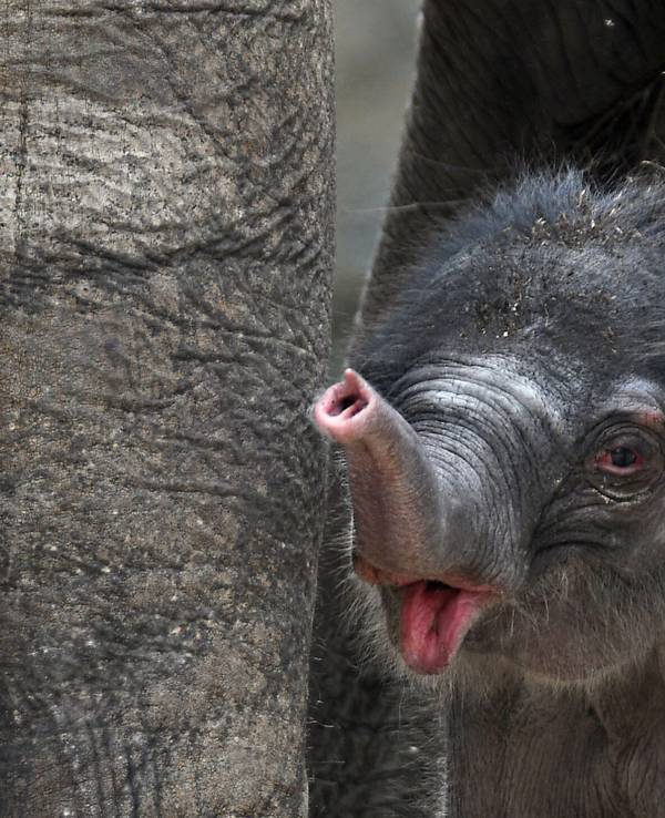 Der kleine Elefantenbulle «Kitai» steht am 08.06.2017 im Zoo in Köln (Nordrhein-Westfalen) in seinem Gehege.