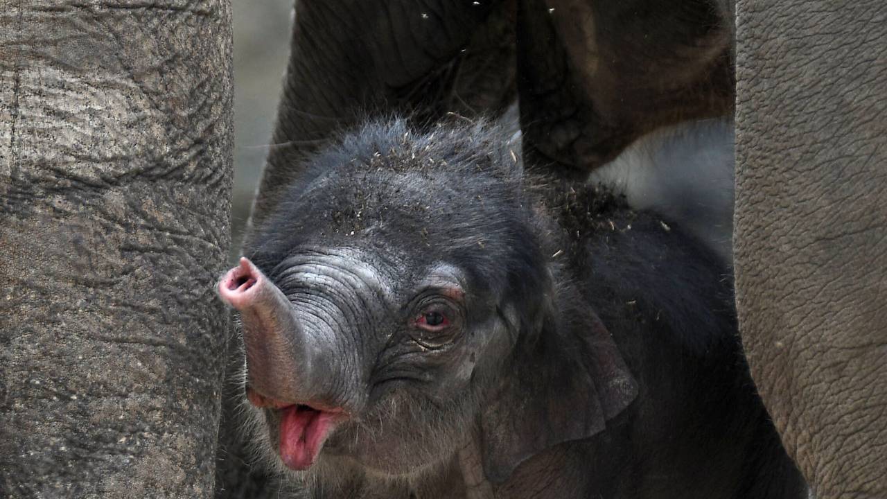 Der kleine Elefantenbulle «Kitai» steht am 08.06.2017 im Zoo in Köln (Nordrhein-Westfalen) in seinem Gehege.