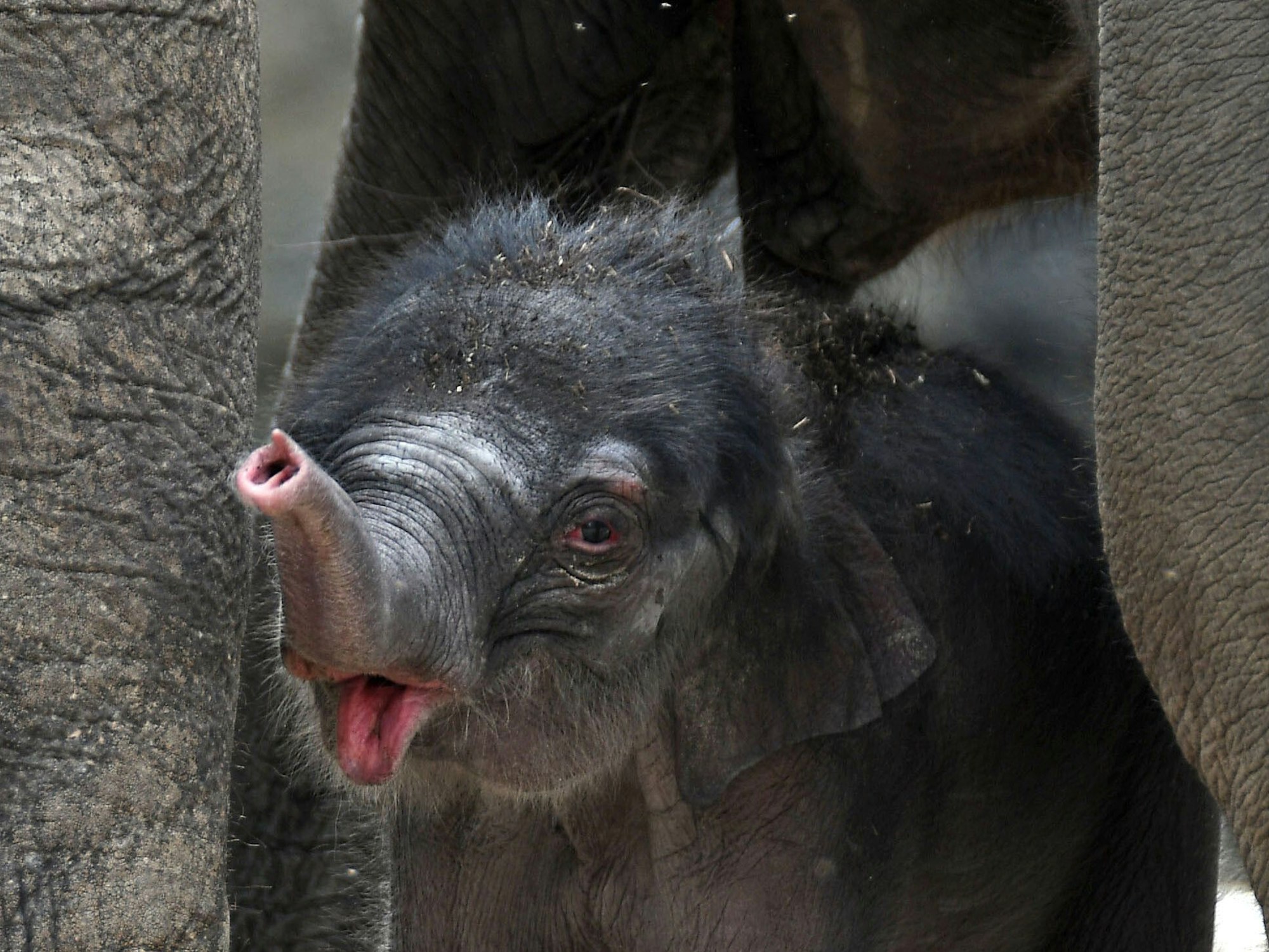 Der kleine Elefantenbulle «Kitai» steht am 08.06.2017 im Zoo in Köln (Nordrhein-Westfalen) in seinem Gehege.