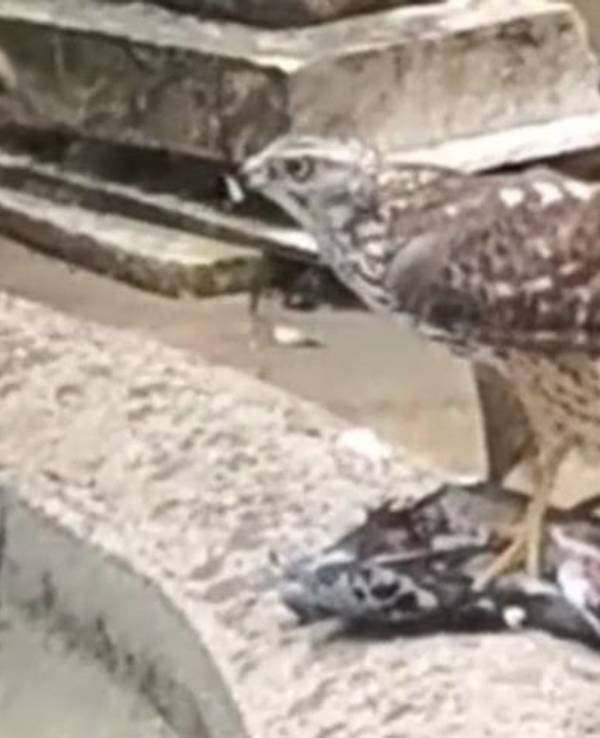 Ein Greifvogel hat eine Taube gekrallt.
