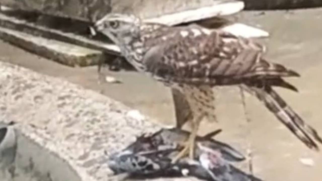 Ein Greifvogel hat eine Taube gekrallt.
