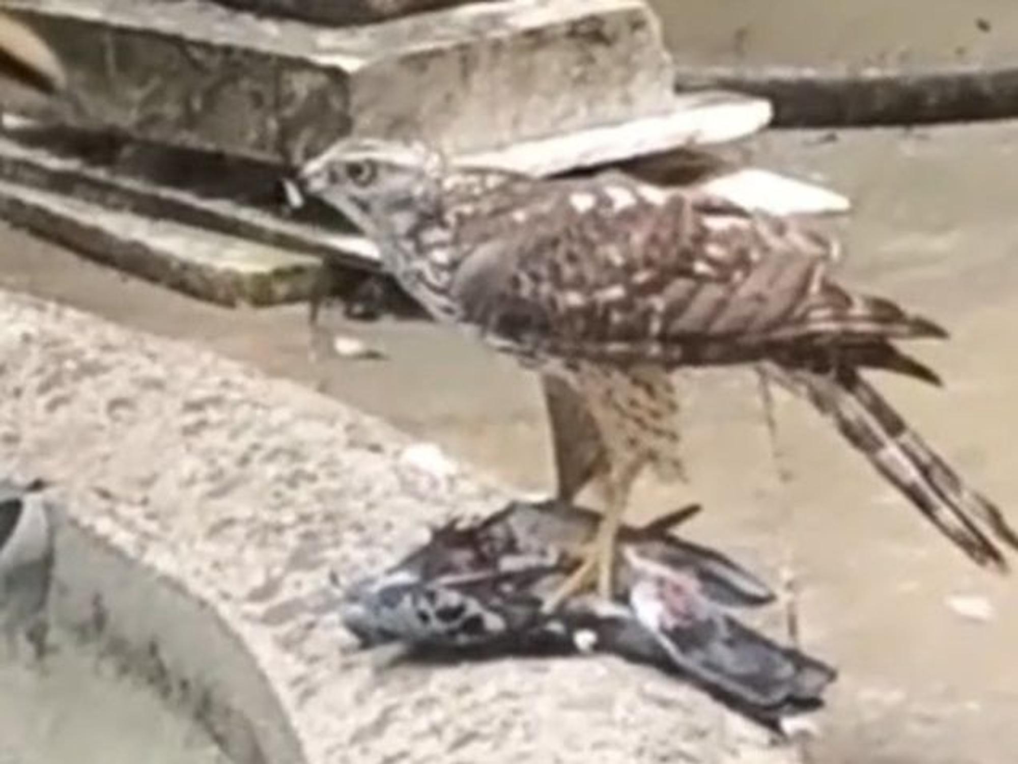 Ein Greifvogel hat eine Taube gekrallt.