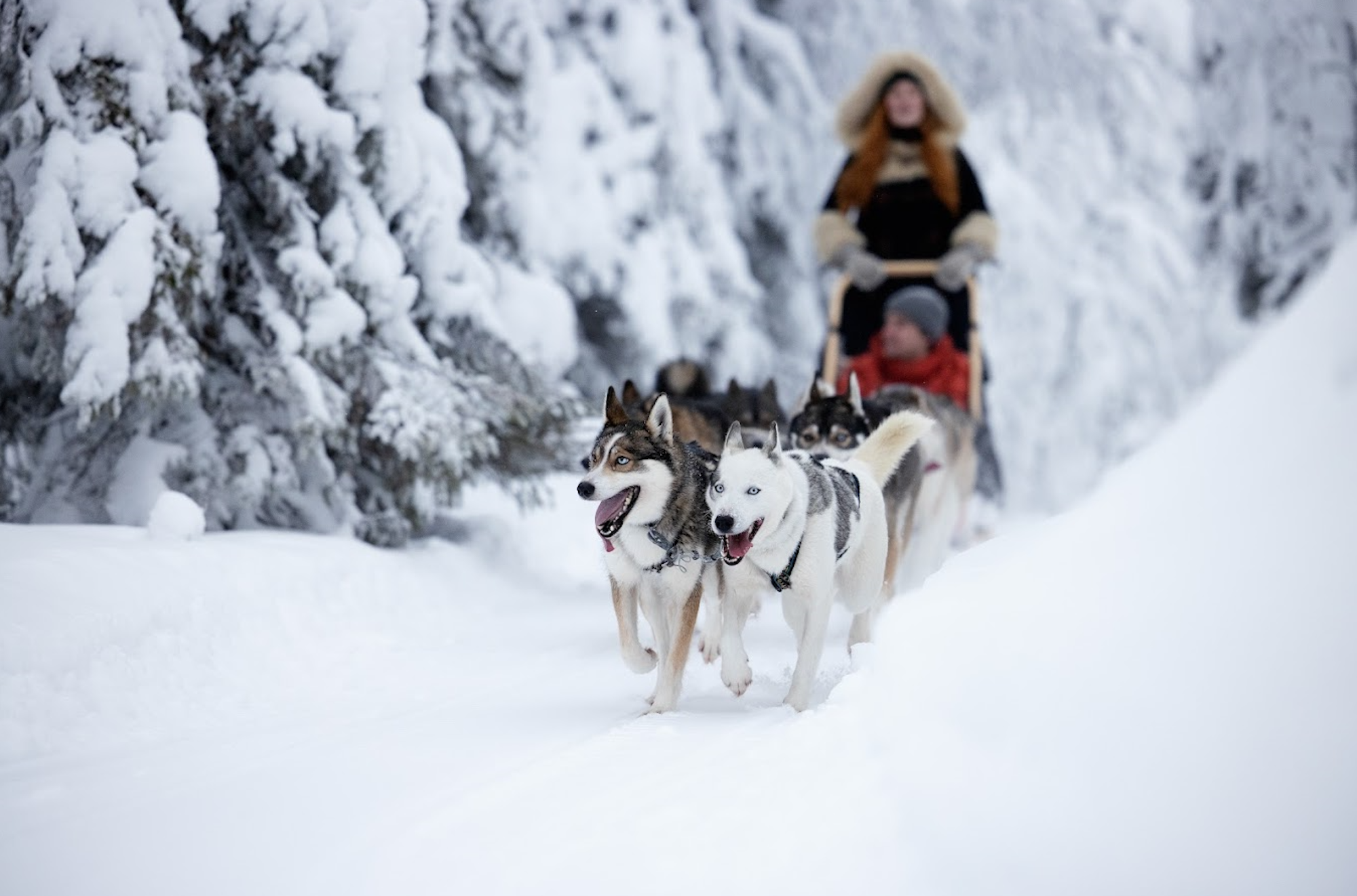 Das Bild zeigt eine Hundeschlittenfahrt durch die verschneiten Wälder Finnlands.