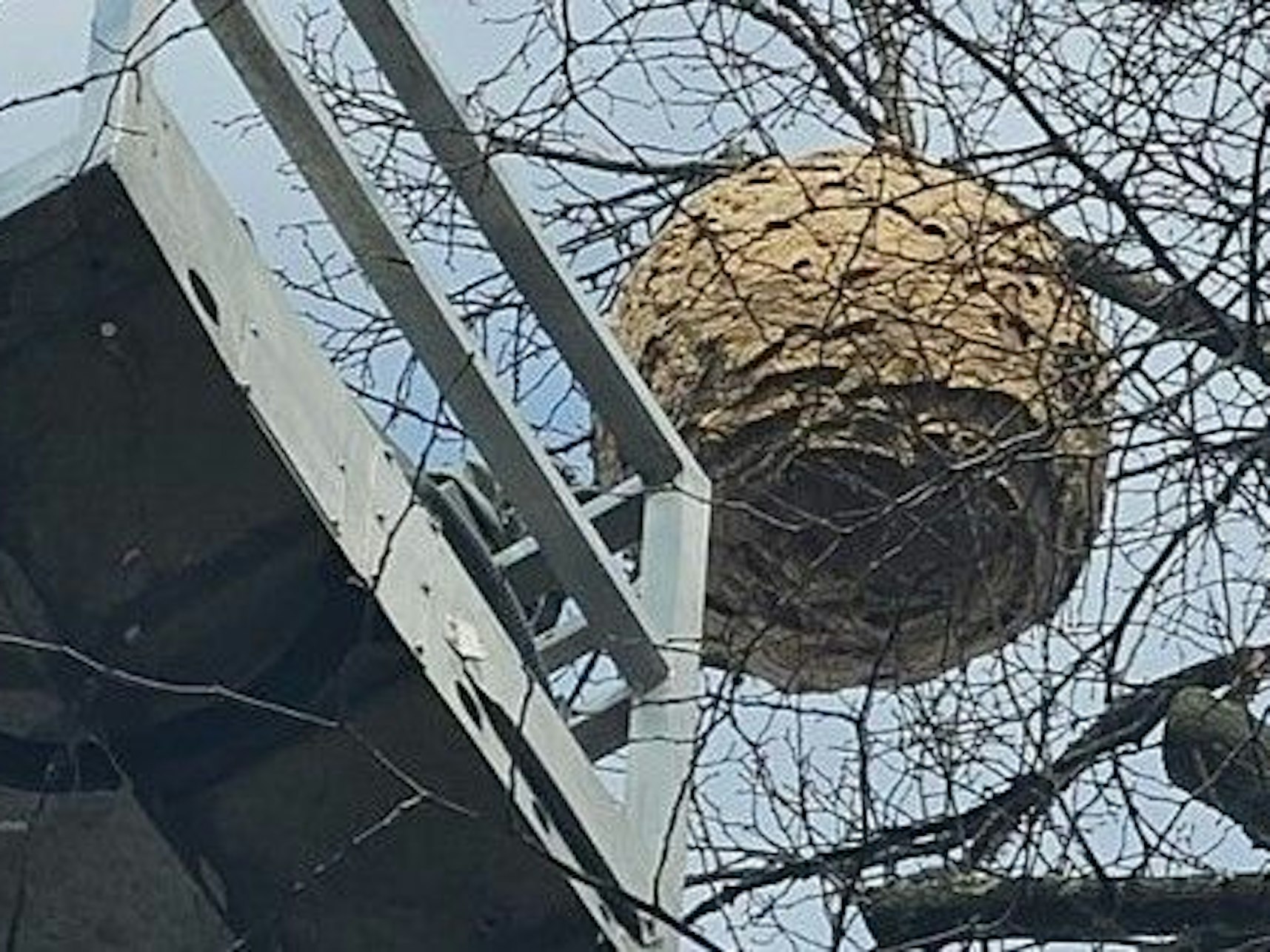 Das Nest in Hürth-Efferen hatte einen Durchmesser von etwa einem Meter.