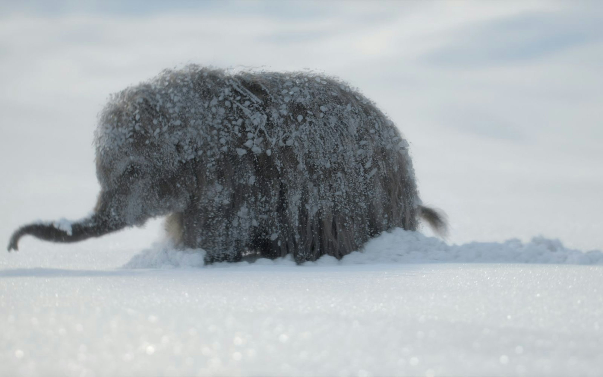 Die Stars von „Ein Planet vor unserer Zeit: Eiszeit“ sind dabei natürlich die Tiere. Von All-Stars wie Wollhaarmammuts bis zu übergroßen Terror-Störchen ist alles dabei. (Bild: Apple TV)