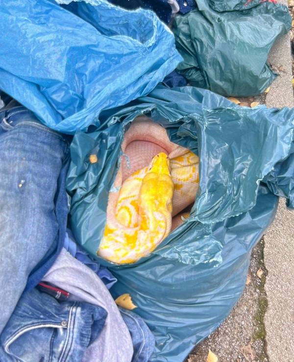 Eine gelbe Netzpython liegt in einem aufgerissenen Müllsack. Die drei Meter lange und 35 Kilo schwere Würgeschlange hat für einige Aufregung gesorgt.