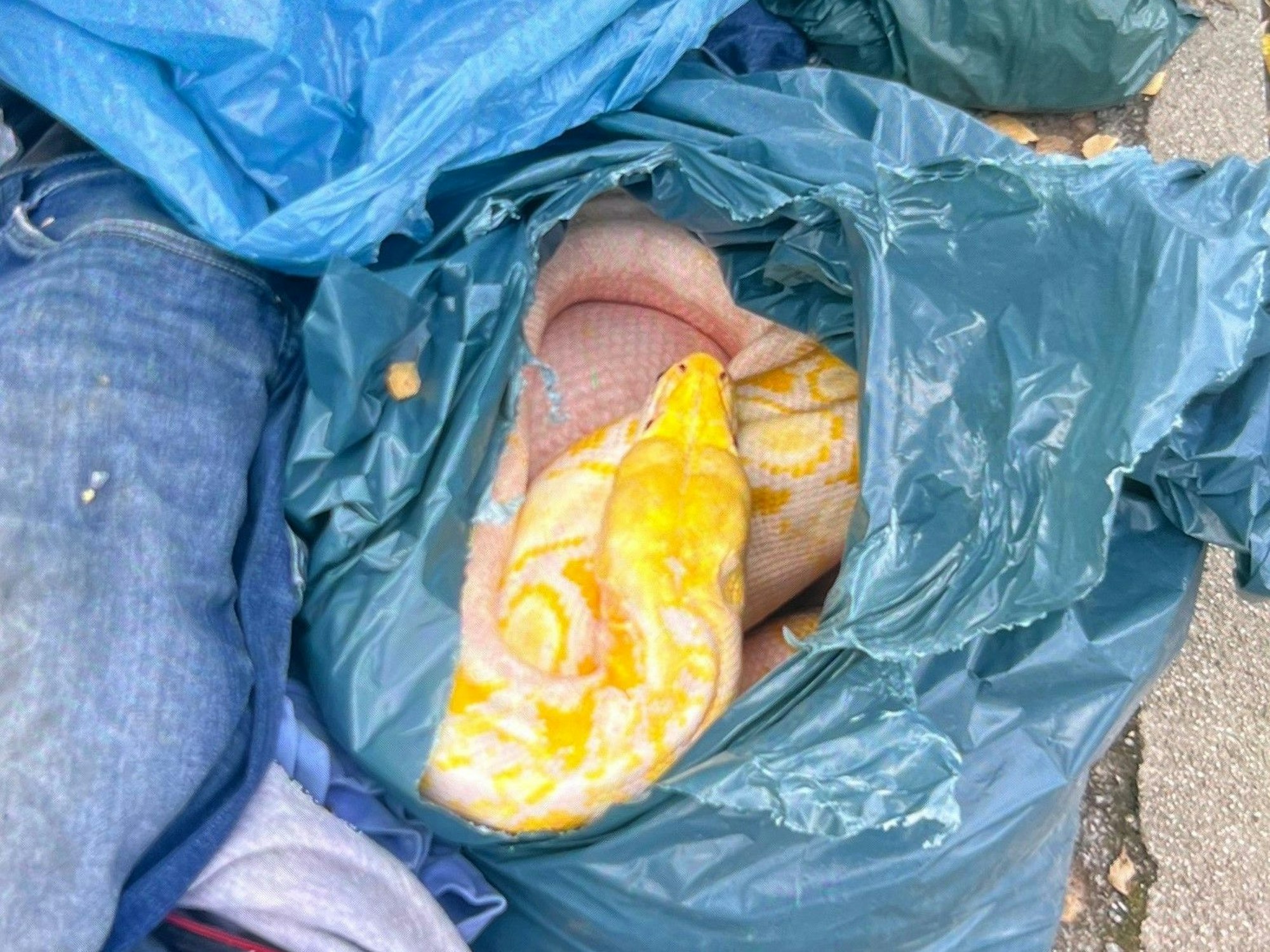 Eine gelbe Netzpython liegt in einem aufgerissenen Müllsack. Die drei Meter lange und 35 Kilo schwere Würgeschlange hat für einige Aufregung gesorgt.
