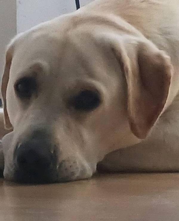 Labrador liegt auf dem Fussboden