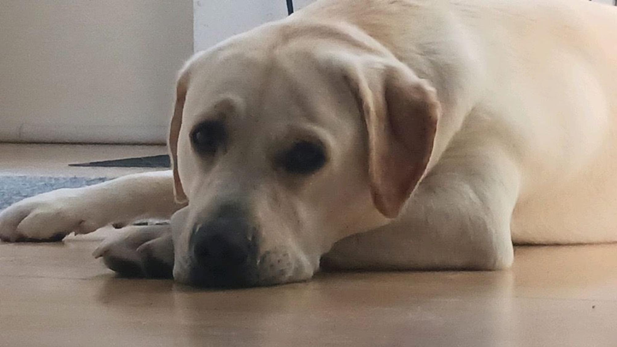 Labrador liegt auf dem Fussboden