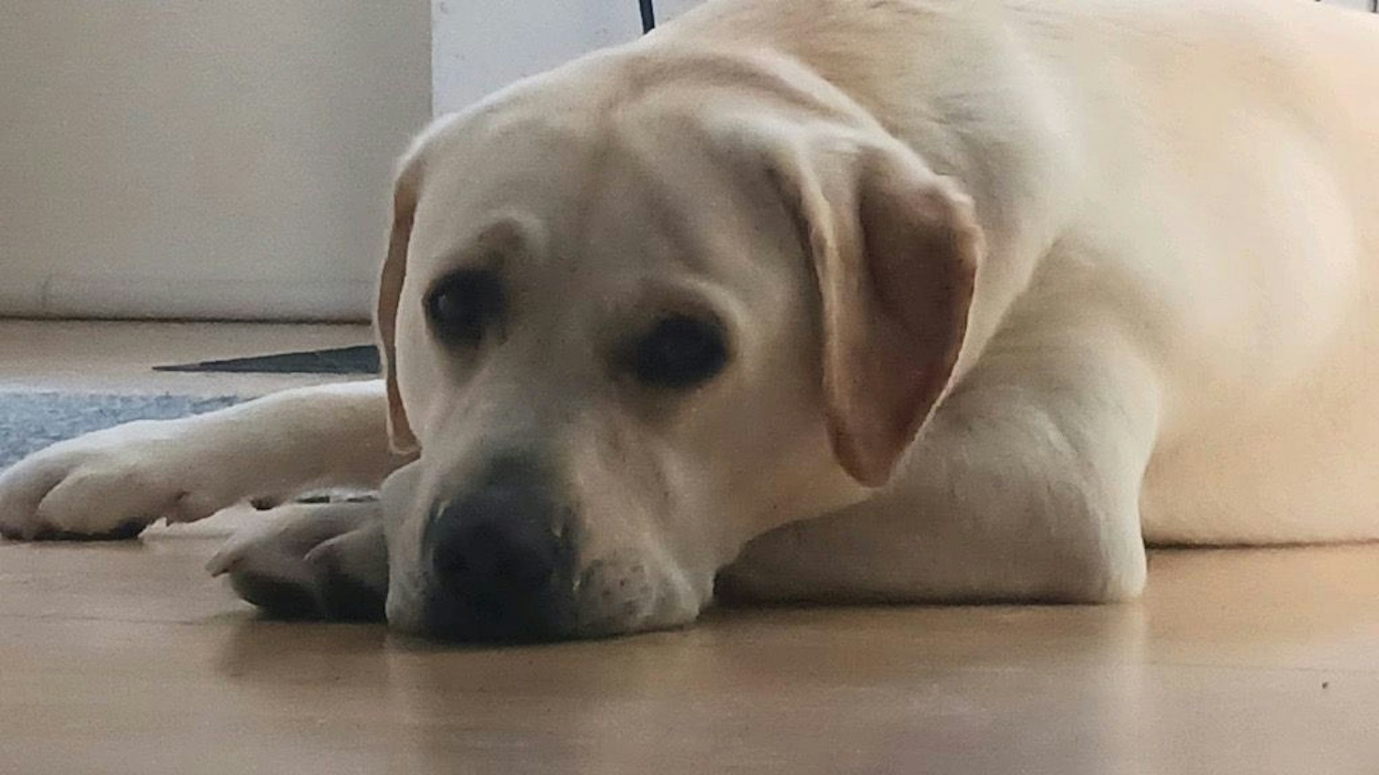 Labrador liegt auf dem Fussboden