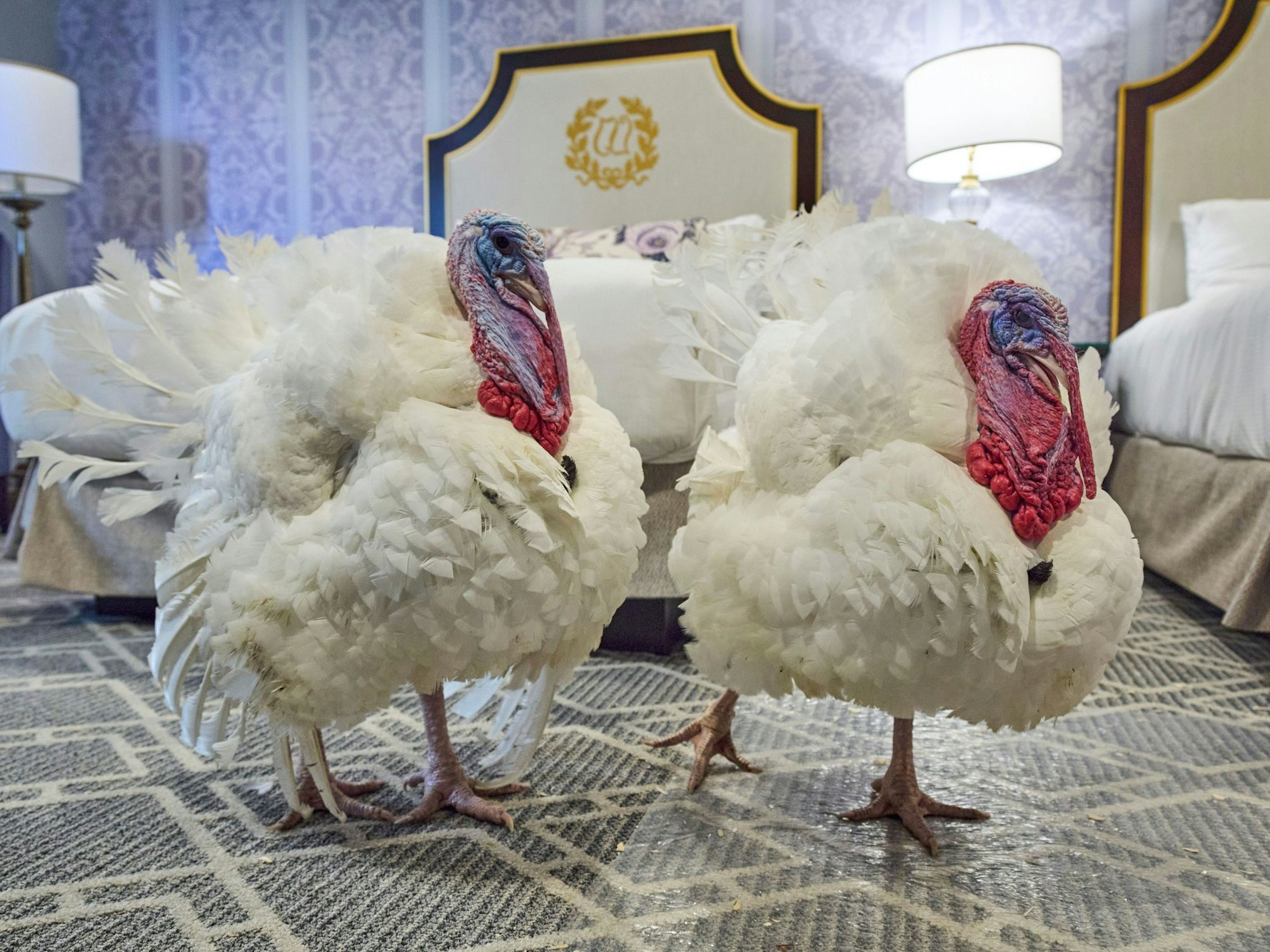 Zwei Truthähne stehen auf dem Teppich eines Hotelzimmers.
