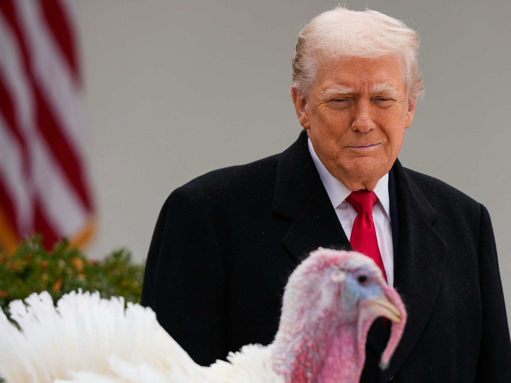 US-Präsident Donald Trump blickt auf einen Truthahn, der vor ihm steht.