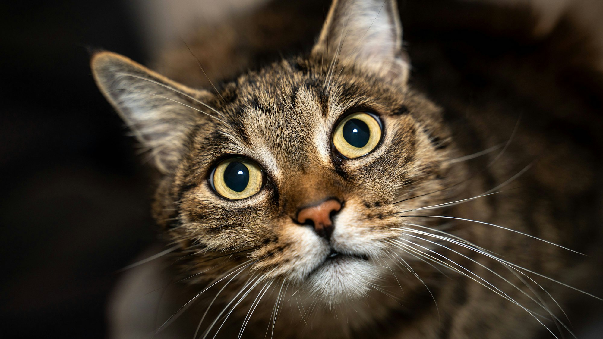 Nahaufnahme einer getigerten Katze mit großen gelben Augen, die neugierig nach oben schaut