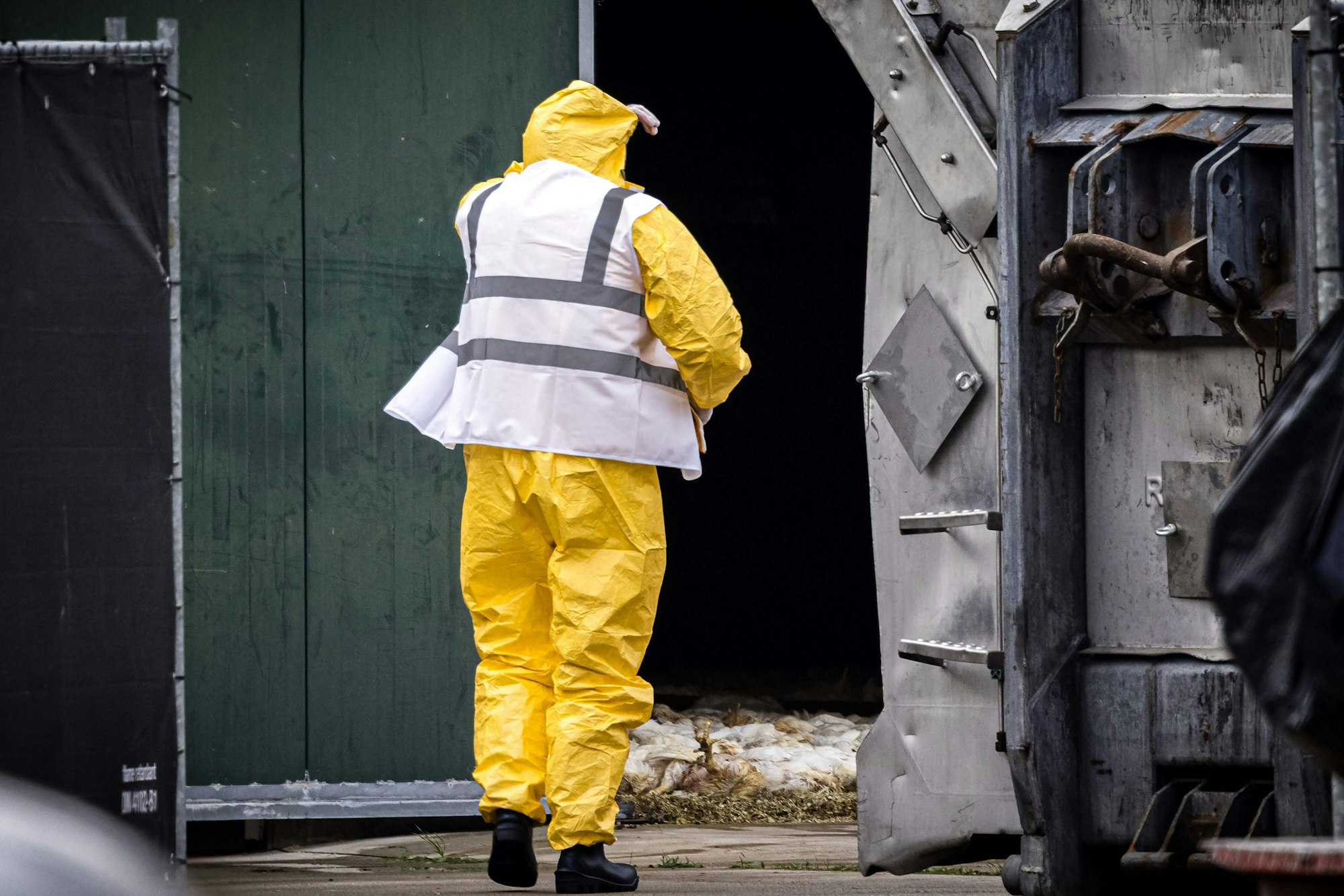 Ein Arbeiter untersucht am 26. November 2025 in Tienray in den südöstlichen Niederlanden auf einem Mastbetrieb, auf dem Vogelgrippe nachgewiesen wurde, die Kadaver toter Hühner.