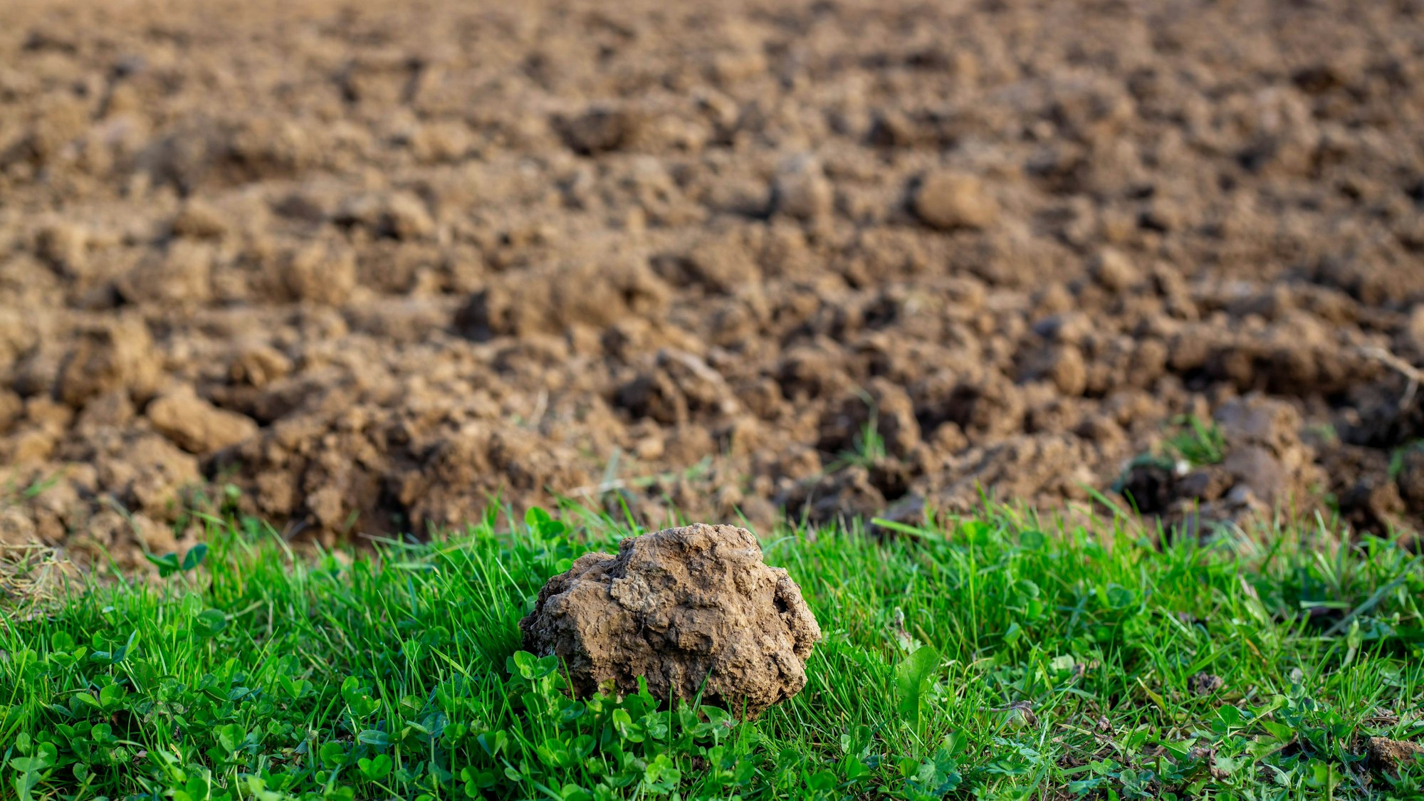 Nahaufnahme von grünem Gras mit Klee und einem Erdbrocken vor einem unscharfen, gepflügten Feld