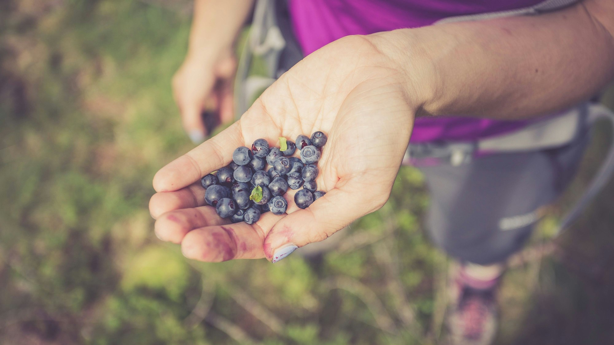 Nahaufnahme einer Hand voller Heidelbeeren, mit unscharfem Waldhintergrund und lila Kleidung
