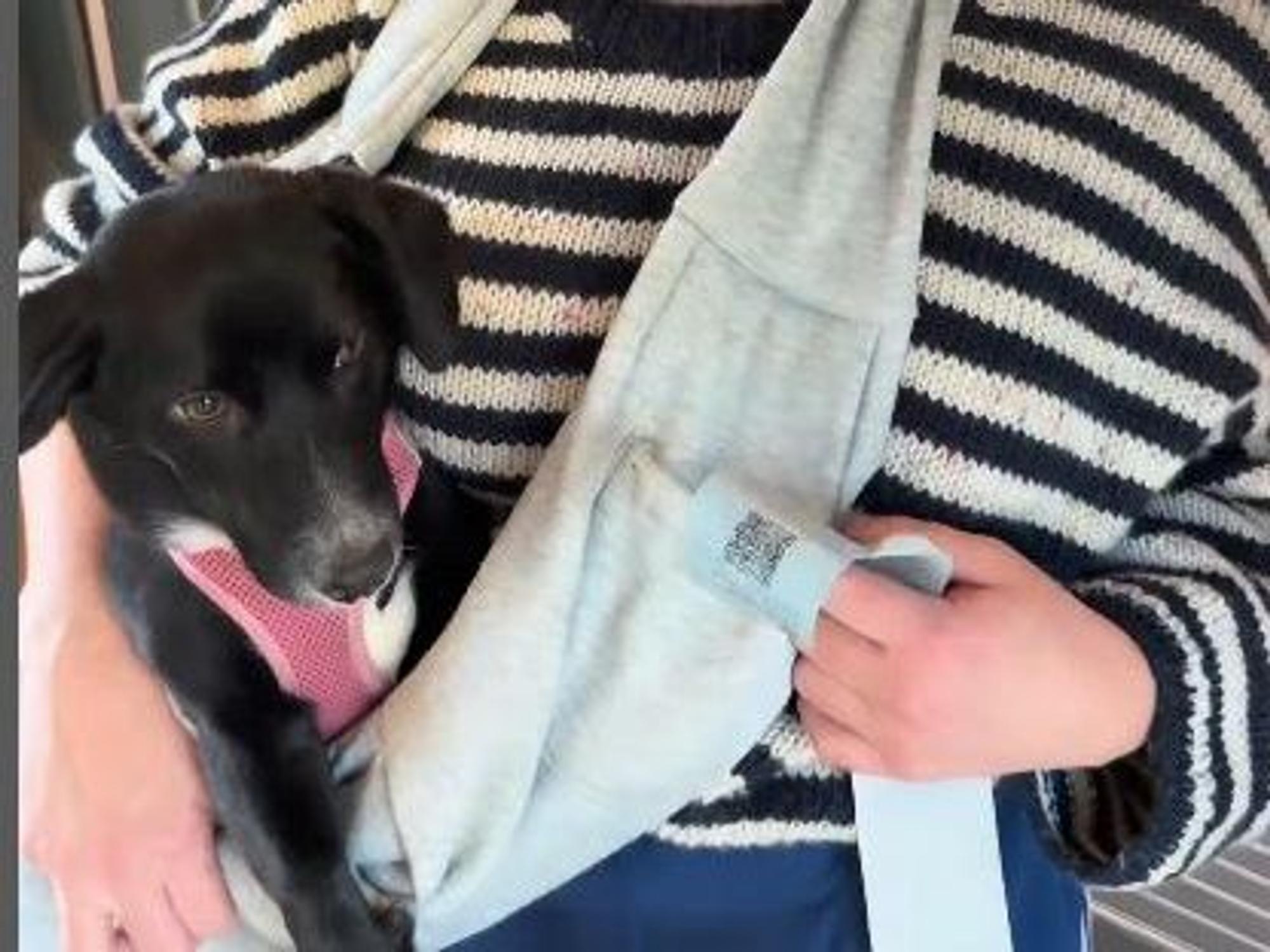 Eine Frau hat einen Hundewelpen in einer Tragetasche.