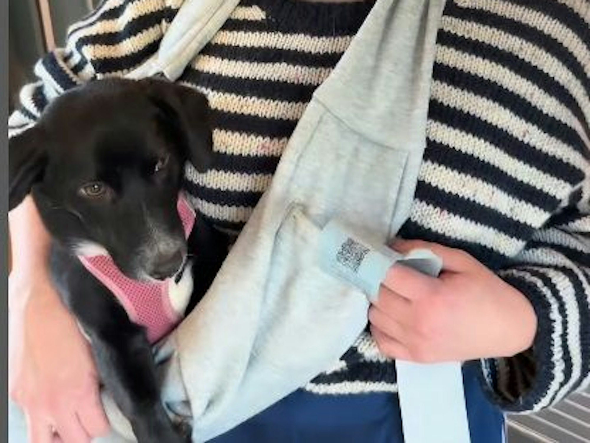 Eine Frau hat einen Hundewelpen in einer Tragetasche.