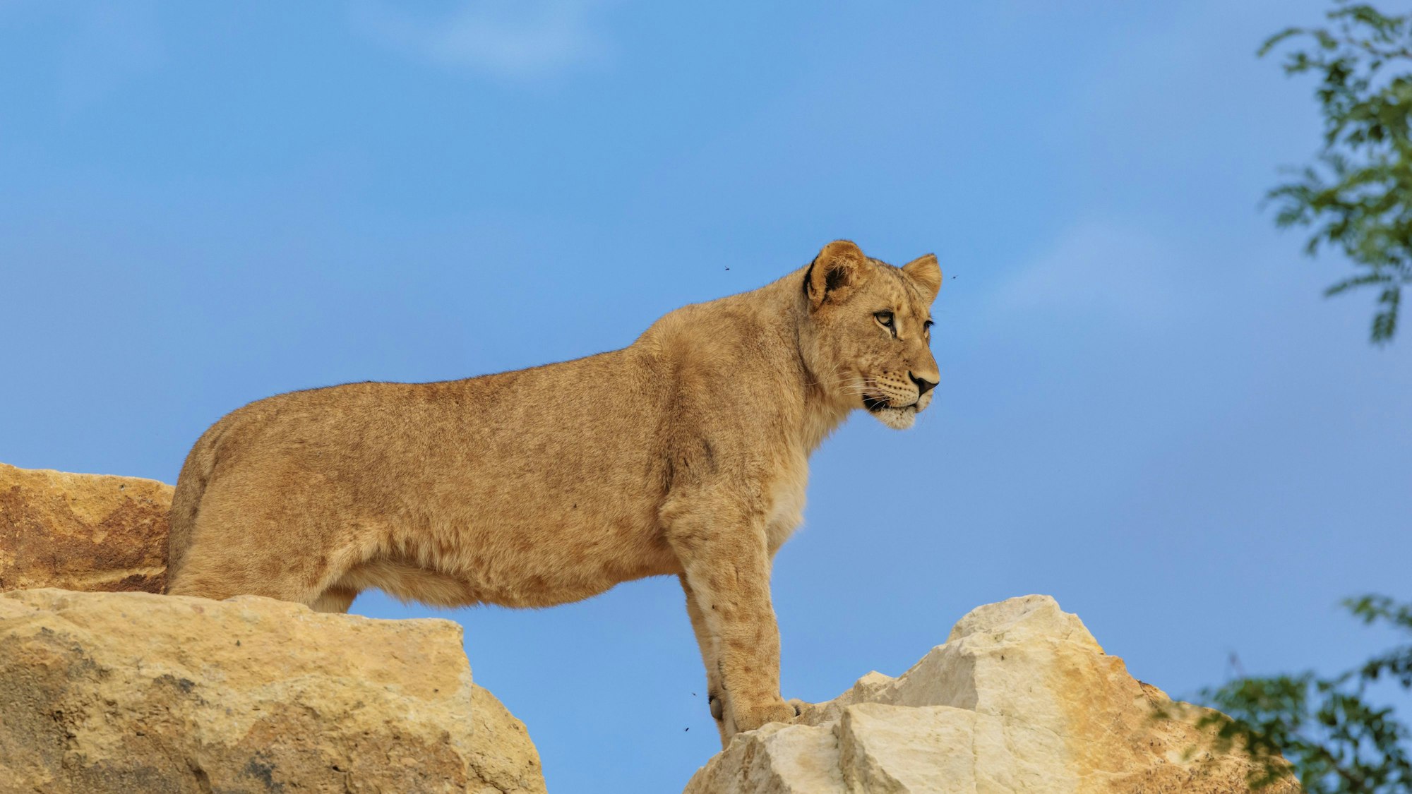 Eine junge Löwin steht auf Felsen vor blauem Himmel und blickt nach rechts