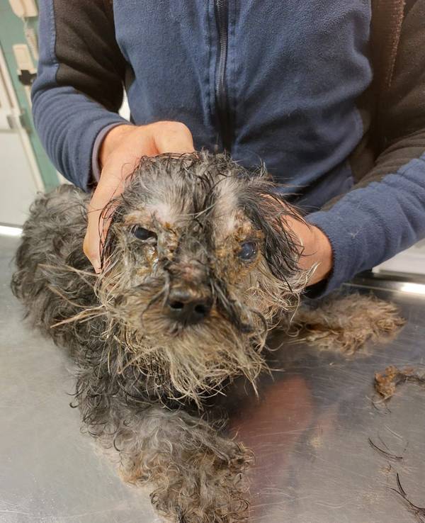 Eine Person hält den Kopf eines Hundes in die Kamera. Sein Fell ist völlig verfilzt und verdreckt.