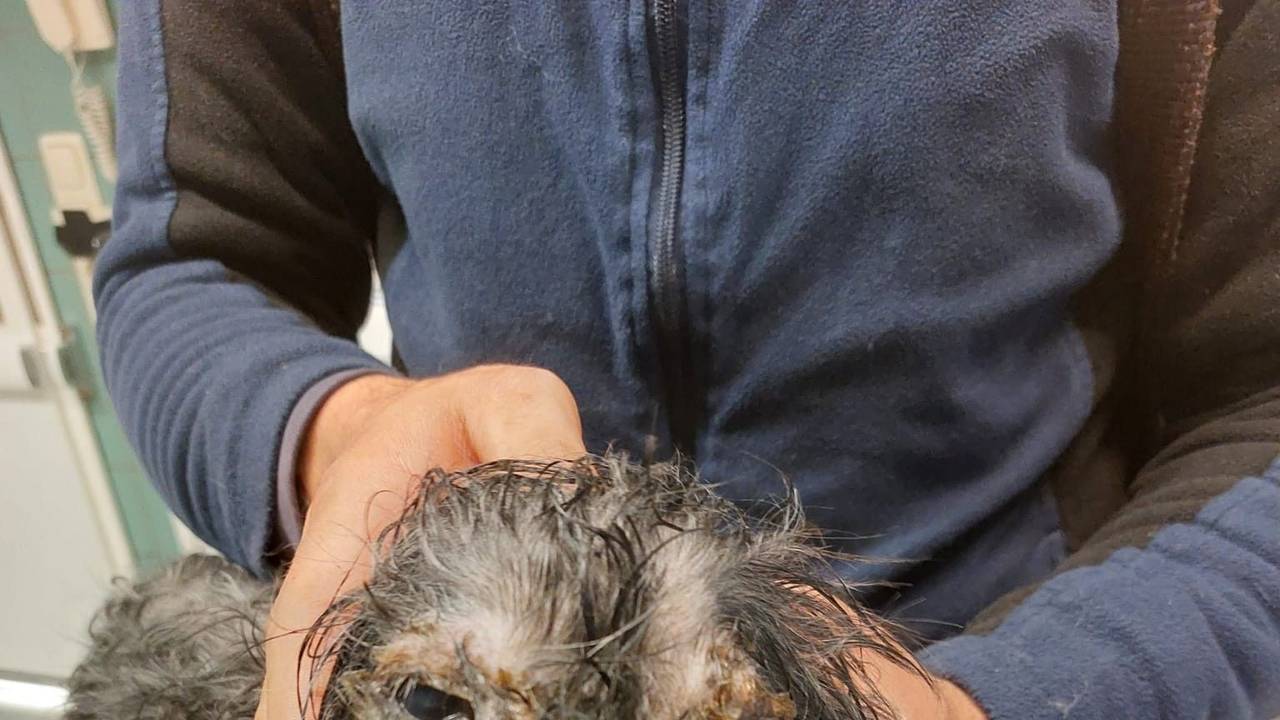 Eine Person hält den Kopf eines Hundes in die Kamera. Sein Fell ist völlig verfilzt und verdreckt.